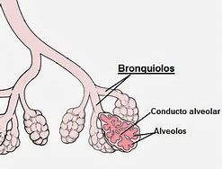 Image result for bronquiolo
