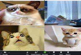 Image result for Cat Zoom Meme