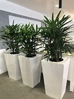 Image result for Large Indoor Tree Pots