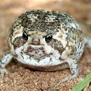 Image result for Angry Rain Frog