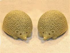 Image result for Concrete Hedgehog