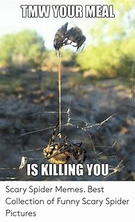 Image result for Creepy Spider Meme