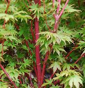 Image result for Acer palmatum Sangokaku