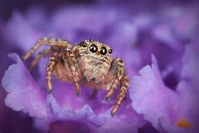 Image result for Female Baboon Spider