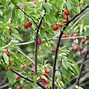 Image result for Texas Tree with Small Apple Like Fruit