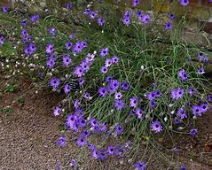 Image result for Catananche caerulea