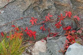 Image result for Maine Vines