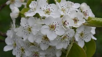 Image result for Pyrus pyrifolia