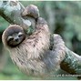 Image result for Sloth Appearance