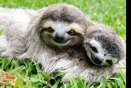 Image result for I Love Sloths