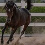 Image result for top horses breeds race