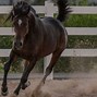 Image result for Race Horse Pictures