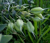 Image result for Baptisia bracteata (leucophaea)