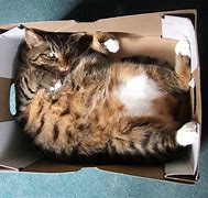 Image result for Funny Cats in Boxes