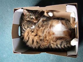 Image result for Cat Looking Inside Box Meme