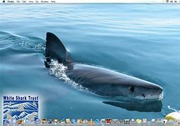 Image result for Great White Wallpaper