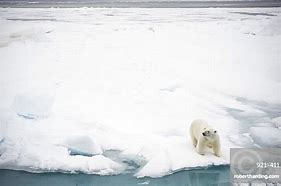 Image result for Polar Bear River Severn