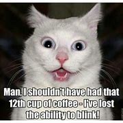 Image result for Cat Memes