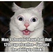 Image result for Funniest Cat Memes
