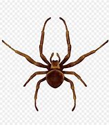Image result for Spider Insect Cartoon