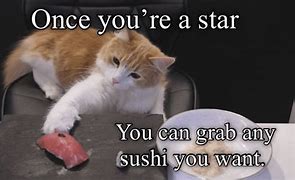 Image result for Star Cat Meme