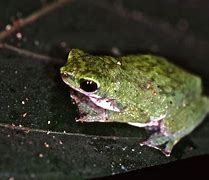 Image result for Cameroon Toad