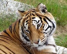 Image result for Asian Tiger Food Chain