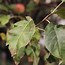 Image result for Basal Leaf Apple Tree