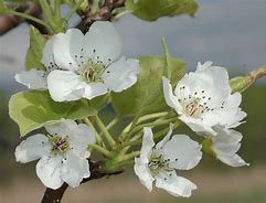 Image result for Pyrus pyrifolia