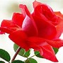 Image result for Rose Day 20Mg