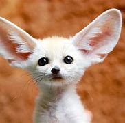 Image result for Cutest Animal Pictures