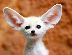 Image result for Cutest Wildlife Animals