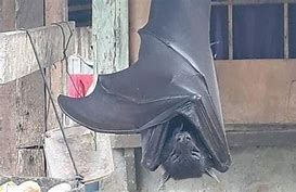 Image result for Giant Bats Philippines