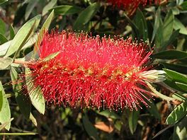 Image result for Callistemon citrinus