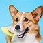 Image result for Banana Boat Chew Toy