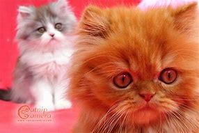 Image result for Cute Persian