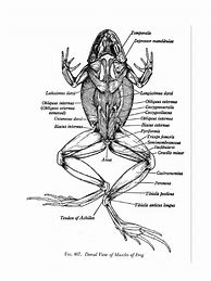 Image result for Frog Muscle Bath