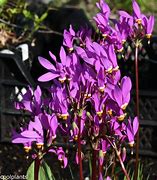 Image result for Dodecatheon pulchellum ssp pulch. Red Wings