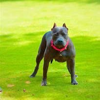 Image result for Blue Nose Pitbull Puppies Red