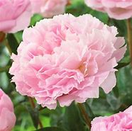 Image result for Paeonia lactiflora Albert Crousse