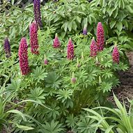 Image result for Lupinus Gallery Red