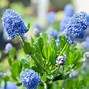 Image result for California Lilac Care