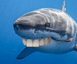 Image result for Great White Shark with Human Teeth