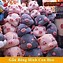Image result for Ảnh Con Lợn Cute