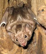 Image result for Fijian Monkey-Faced Bat