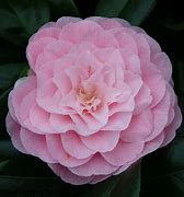Bildresultat för Camellia japonica Nuccios Cameo