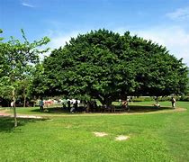 Image result for Penfold Park Hong Kong Horse