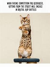 Image result for Tall Cat Meme