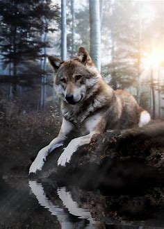 ArtStation - Wolf enjoying sunrise