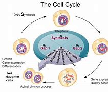 Image result for Cell Cycle Interphase Mitosis